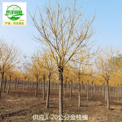20公分金枝槐苗圃供應(yīng)