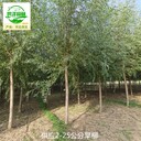 河南焦作旱柳基地供應(yīng)
