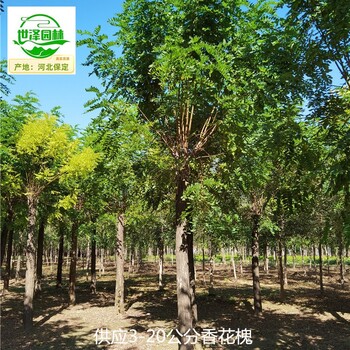 北京門(mén)頭溝香花槐苗木基地