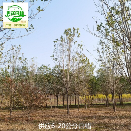 青海白蠟供應,樹(shù)形美觀(guān)