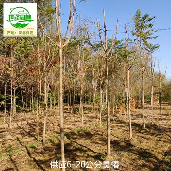 3公分臭椿樹報價