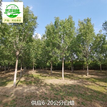 白蠟苗圃出售,桿直帽圓