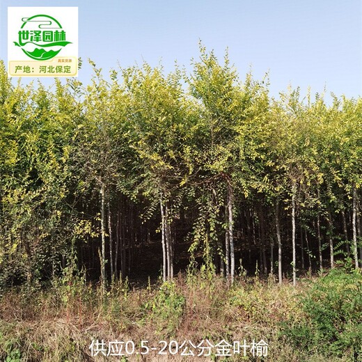 8公分金葉榆樹(shù)供應(yīng),美人榆