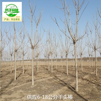 10公分千頭椿廠家出售