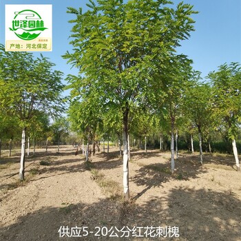 湖南長沙紅花刺槐苗圃,紅花洋槐