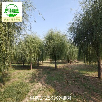 10公分柳樹苗圃基地,垂柳