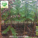 8公分火炬樹基地批發(fā),叢生火炬樹