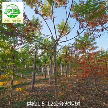 4公分火炬樹(shù)廠家報(bào)價(jià),適應(yīng)性廣
