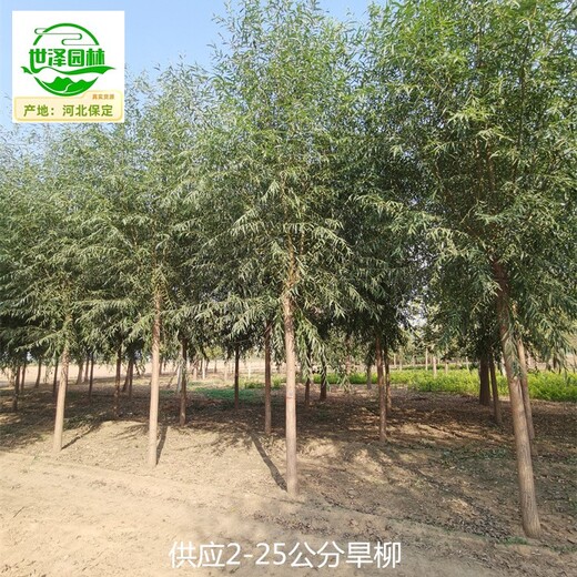 9公分旱柳價(jià)格,楊柳