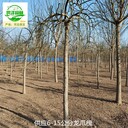 8公分龍爪槐基地批發(fā),國(guó)槐樹