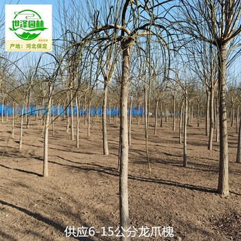 18公分龍爪槐基地出售,國槐樹(shù)