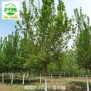 河南濮陽復葉槭基地報價