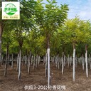新疆香花槐產(chǎn)地報(bào)價(jià)