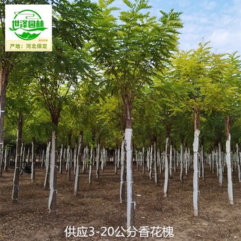 內(nèi)蒙古阿拉善盟香花槐產(chǎn)地,紅花刺槐