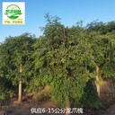 四川自貢龍爪槐廠家出售
