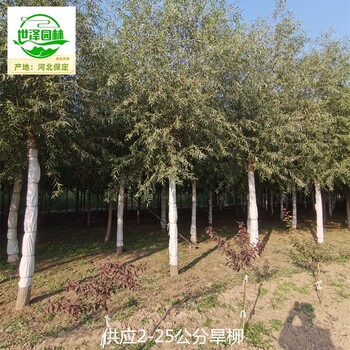 16公分旱柳產(chǎn)地報價