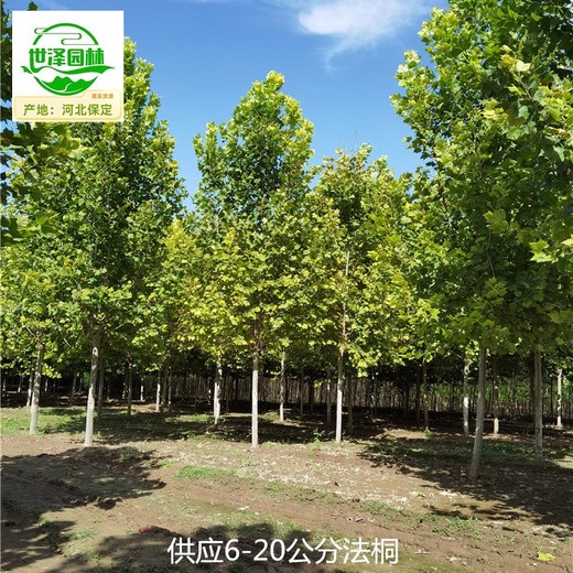 陜西漢中法桐產(chǎn)地,好養(yǎng)易活