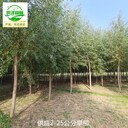 四川遂寧旱柳,速生柳