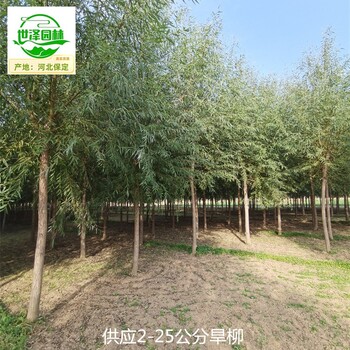 5公分旱柳苗圃價格,柳樹