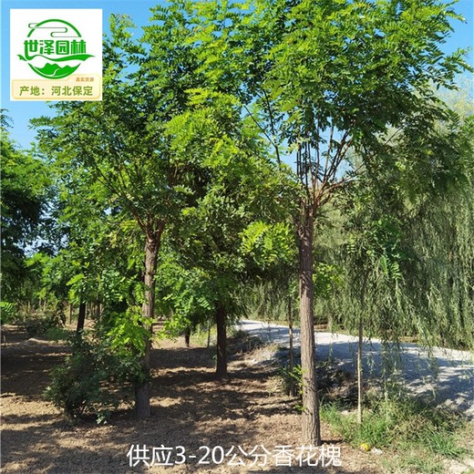 貴州貴陽(yáng)香花槐樹(shù)供應