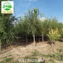 甘肅嘉峪關(guān)榆樹產(chǎn)地供應(yīng),白榆
