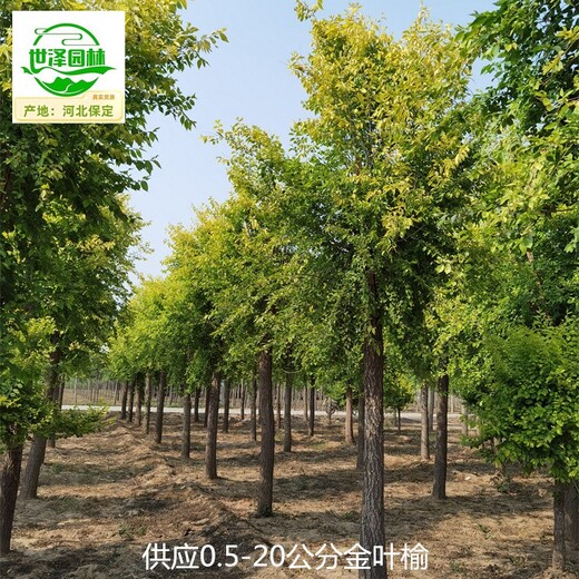 世澤園林金葉榆苗木報價