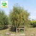 7公分柳樹苗木報(bào)價(jià)