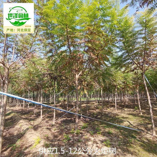 火炬樹(shù)苗圃批發(fā),平頭火炬樹(shù)