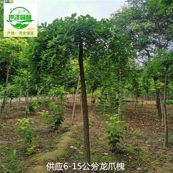 16公分龍爪槐樹苗批發,國槐樹