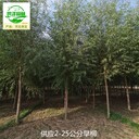6公分旱柳苗圃批發(fā),楊柳