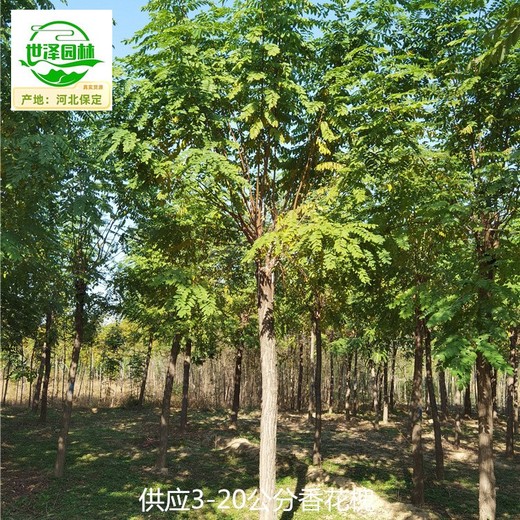 湖南懷化香花槐苗木批發(fā)