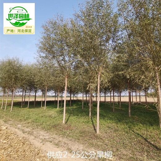 陜西安康旱柳,柳樹(shù)
