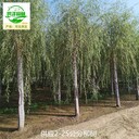 廣東廣州6公分柳樹苗圃供應(yīng)