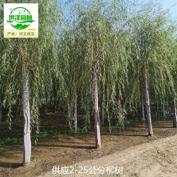 廣東廣州6公分柳樹(shù)苗圃供應(yīng)