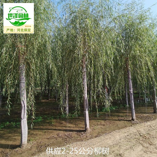 云南麗江柳樹產(chǎn)地批發(fā)