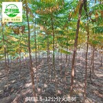 滄州火炬樹苗圃,平頭火炬樹