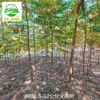 2公分火炬樹報(bào)價(jià),鹽膚木