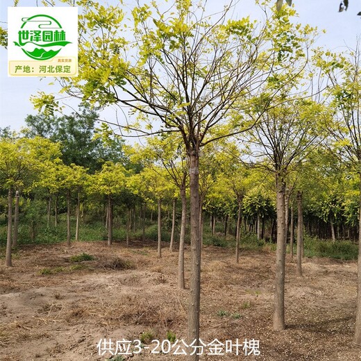 重慶大足金葉槐供應,國槐樹