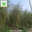 山西晉中3公分柳樹(shù)產(chǎn)地報(bào)價(jià)