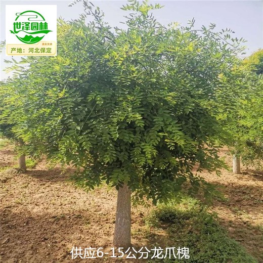 銅仁龍爪槐價(jià)格