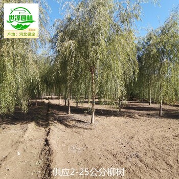 河北秦皇島2公分柳樹苗圃