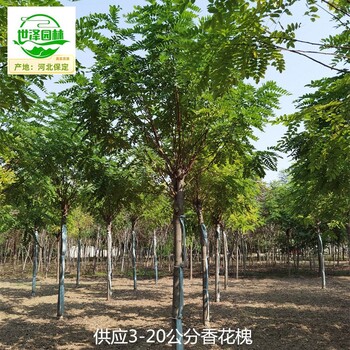 13公分香花槐產(chǎn)地價(jià)格,紅花刺槐樹(shù)