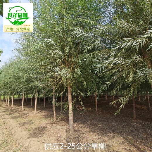 內(nèi)蒙古巴彥淖爾旱柳
