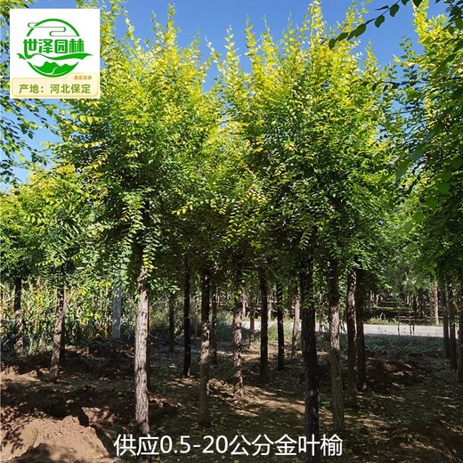 北京大興金葉榆