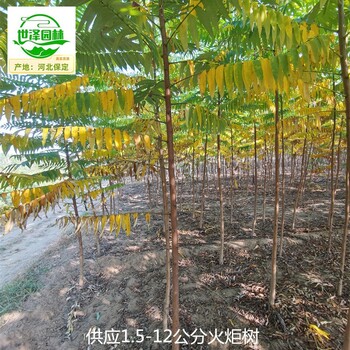 5公分火炬樹苗木批發(fā),適應(yīng)性廣