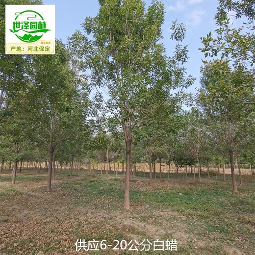 河南白蠟基地,樹(shù)形美觀(guān)