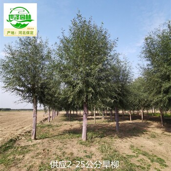 16公分旱柳產(chǎn)地報價