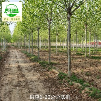 南京法桐树供应