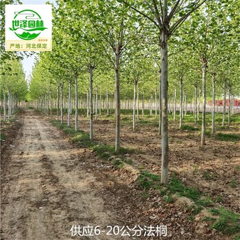 14公分法桐苗圃?xún)r(jià)格