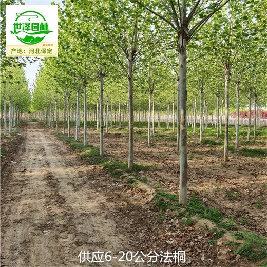 新疆伊犁法桐價(jià)格,好養(yǎng)易活